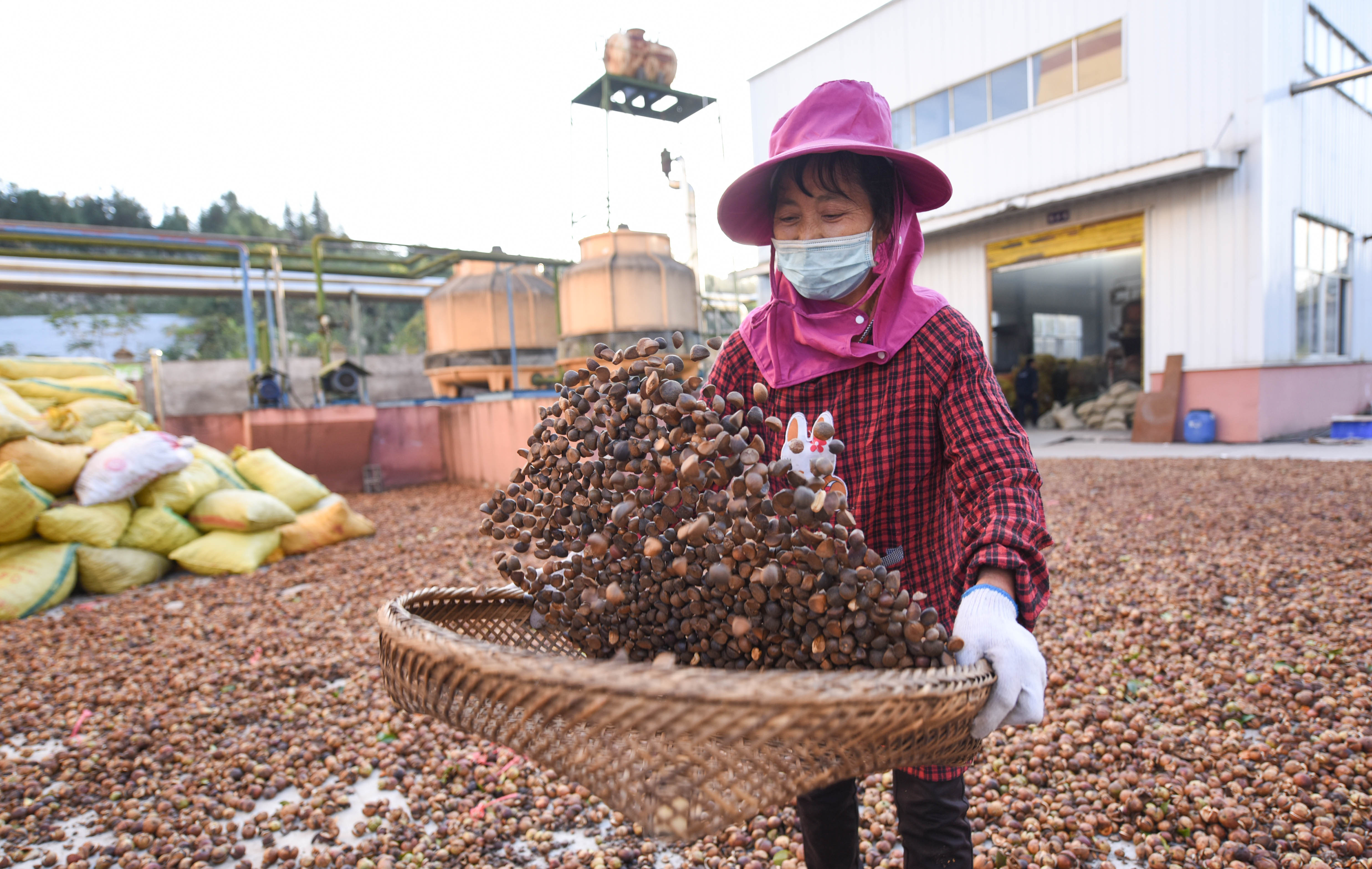 农村茶油加工