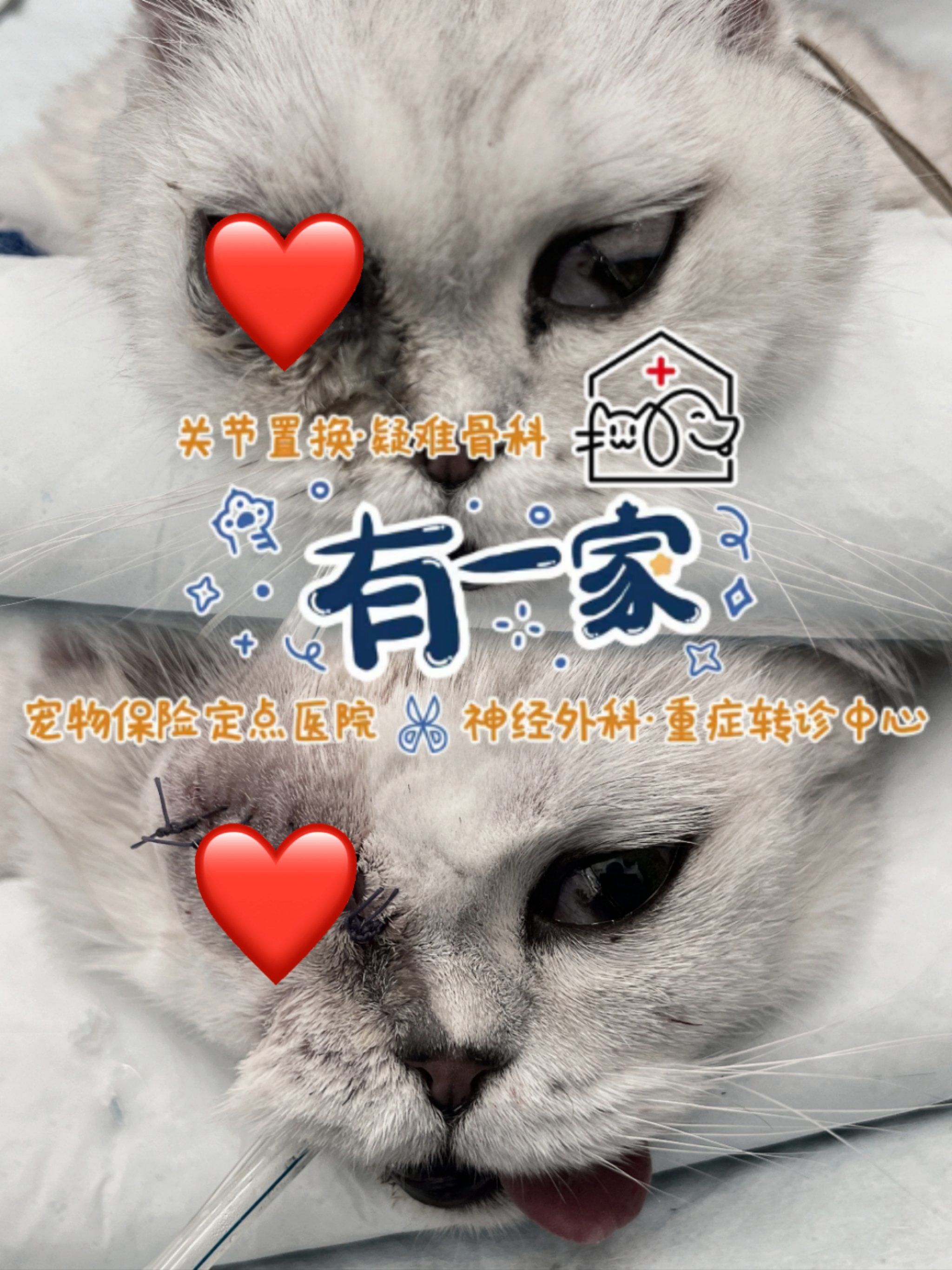 宠物医疗保险 宠物医疗保险